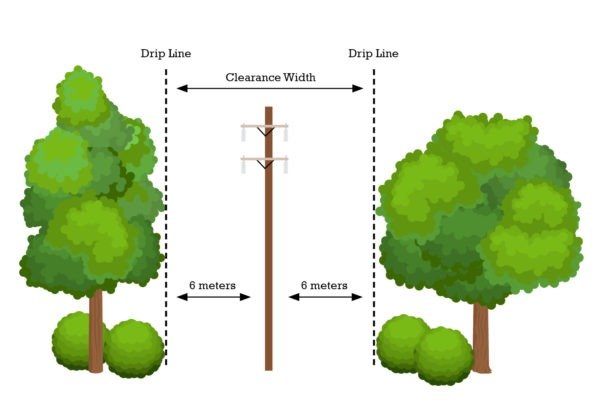 Diagram of trees showing drip zone and right of way